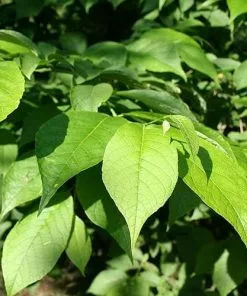 Future Forests Pterostyrax Hispida