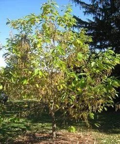 Future Forests Pterostyrax Hispida