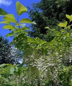 Future Forests Pterostyrax Hispida