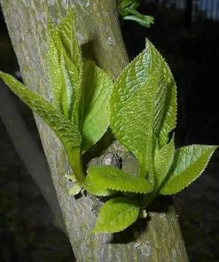 Future Forests Pterostyrax Hispida