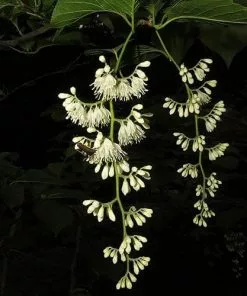 Future Forests Pterostyrax Hispida
