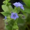 Future Forests Pulmonaria Blue Ensign 2 Future Forests Pulmonaria Blue Ensign
