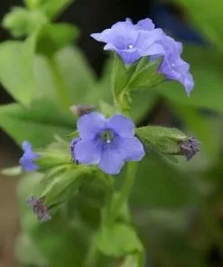 Future Forests Pulmonaria Blue Ensign