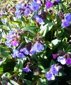 Future Forests Pulmonaria Blue Ensign