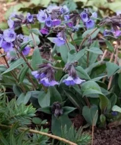 Future Forests Pulmonaria Blue Ensign