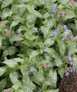 Future Forests Pulmonaria Raspberry Splash
