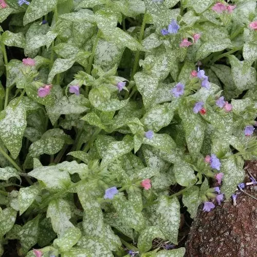 Future Forests Pulmonaria Raspberry Splash 3 Future Forests Pulmonaria Raspberry Splash