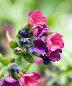 Future Forests Pulmonaria Raspberry Splash