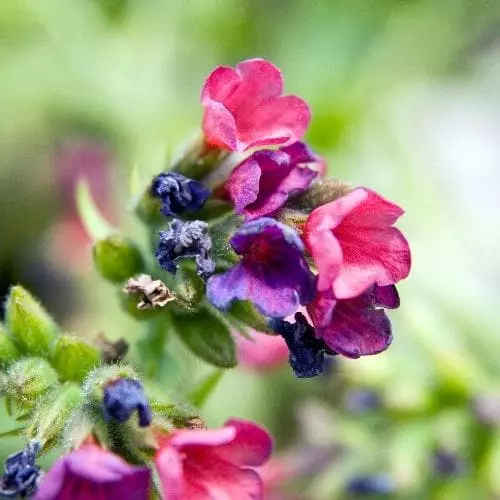 Future Forests Pulmonaria Raspberry Splash 4 Future Forests Pulmonaria Raspberry Splash