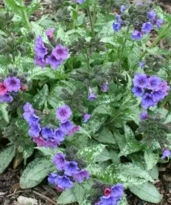 Future Forests More Pulmonaria Diana Clare