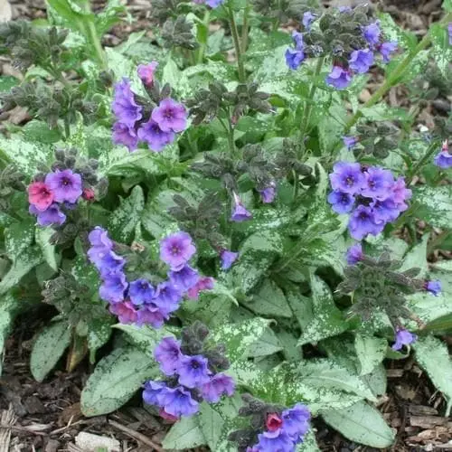 Future Forests More Pulmonaria Diana Clare 3 Future Forests More Pulmonaria Diana Clare