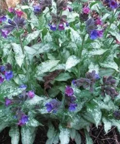 Future Forests More Pulmonaria Diana Clare