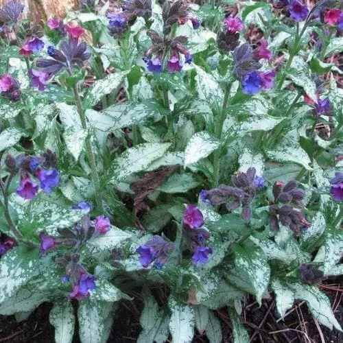 Future Forests More Pulmonaria Diana Clare 4 Future Forests More Pulmonaria Diana Clare