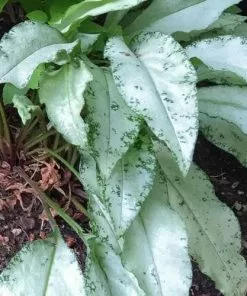 Future Forests More Pulmonaria Diana Clare 7 Future Forests More Pulmonaria Diana Clare