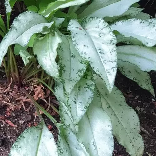 Future Forests More Pulmonaria Diana Clare 5 Future Forests More Pulmonaria Diana Clare