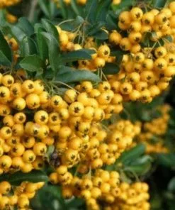 Future Forests Pyracantha Golden Charmer
