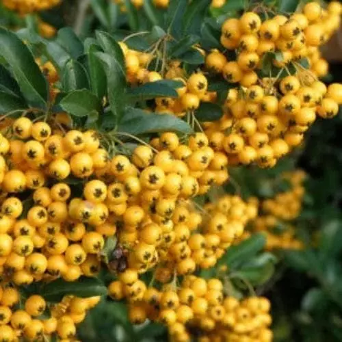 Future Forests Pyracantha Golden Charmer 4 Future Forests Pyracantha Golden Charmer