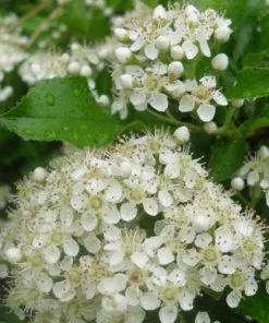 Future Forests Hedging Pyracantha Orange Charmer
