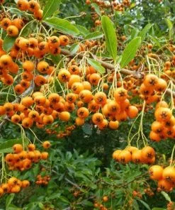 Future Forests Hedging Pyracantha Orange Charmer