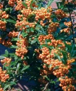 Future Forests Hedging Pyracantha Orange Charmer