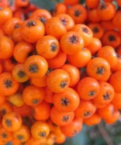 Future Forests Hedging Pyracantha Orange Charmer