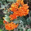 Future Forests Hedging Pyracantha Orange Charmer