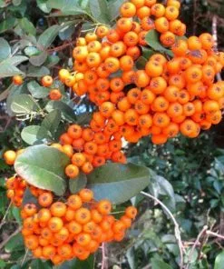 Future Forests Hedging Pyracantha Orange Charmer
