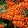 Future Forests Hedging Pyracantha Orange Glow 2 Future Forests Hedging Pyracantha Orange Glow