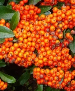 Future Forests Hedging Pyracantha Orange Glow