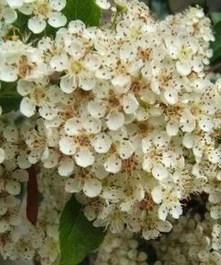 Future Forests Hedging Pyracantha Orange Glow