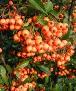 Future Forests Hedging Pyracantha Orange Glow