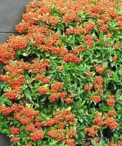 Future Forests Hedging Pyracantha Orange Glow