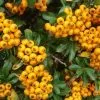 Future Forests Hedging Pyracantha Soleil D'Or