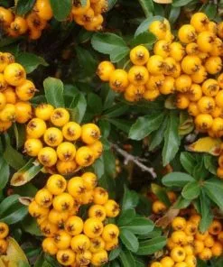 Future Forests Hedging Pyracantha Soleil D'Or