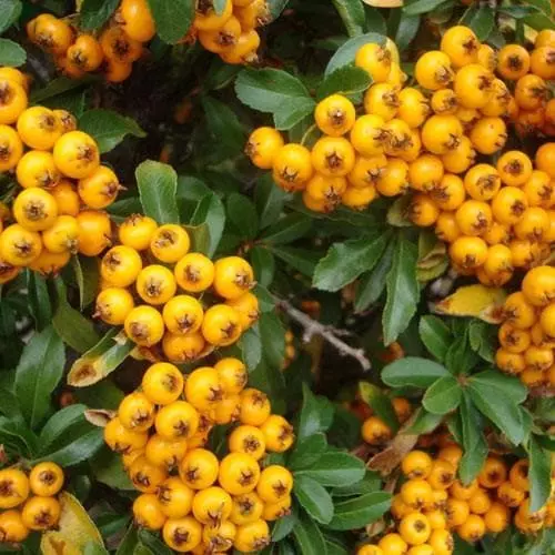 Future Forests Hedging Pyracantha Soleil D'Or 3 Future Forests Hedging Pyracantha Soleil D'Or