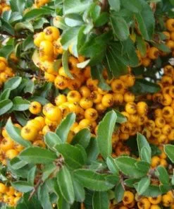 Future Forests Hedging Pyracantha Soleil D'Or 8 Future Forests Hedging Pyracantha Soleil D'Or