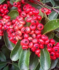 Future Forests Hedging Pyracantha Coccinea Red Column