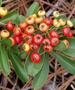 Future Forests Hedging Pyracantha Coccinea Red Column