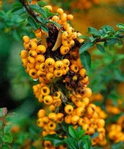 Future Forests Hedging Pyracantha Soleil D'Or 9 Future Forests Hedging Pyracantha Soleil D'Or