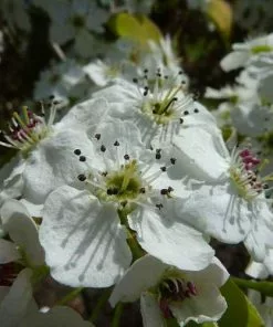 Future Forests Pyrus Calleryana Chanticleer