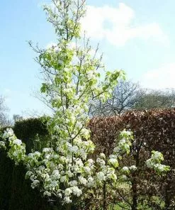 Future Forests Pyrus Calleryana Chanticleer