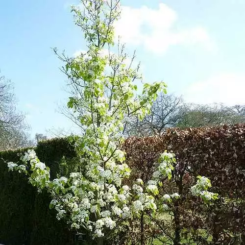 Future Forests Pyrus Calleryana Chanticleer 4 Future Forests Pyrus Calleryana Chanticleer