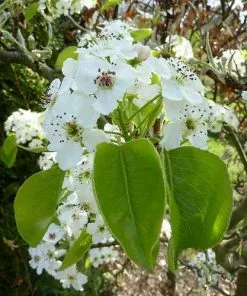 Future Forests Pyrus Calleryana Chanticleer 7 Future Forests Pyrus Calleryana Chanticleer