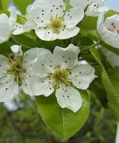 Future Forests Pyrus Communis - Wild Pear Trees