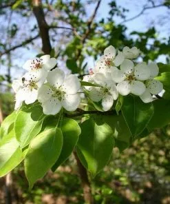 Future Forests Pyrus Communis - Wild Pear Trees
