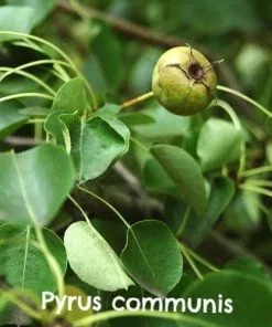 Future Forests Hedging Native Wildlife Fruiting Hedge Mix