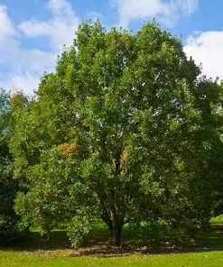 Future Forests Quercus Bicolor - Swamp White Oak Trees