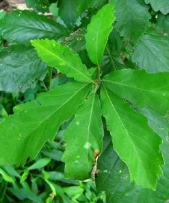 Future Forests Quercus Bicolor - Swamp White Oak Trees