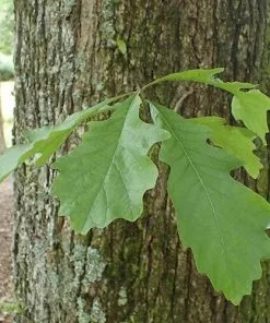 Future Forests Quercus Bicolor - Swamp White Oak Trees