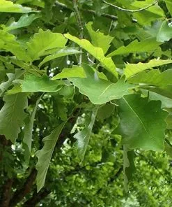 Future Forests Quercus Bicolor - Swamp White Oak Trees